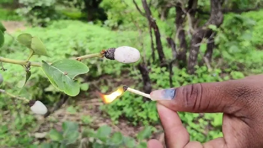 Video: આ ફળ કેવી રીતે માચીસ સળગાવે છે? વીડિયો જોઈને નવાઈ લાગશે 2 palnt.jpg