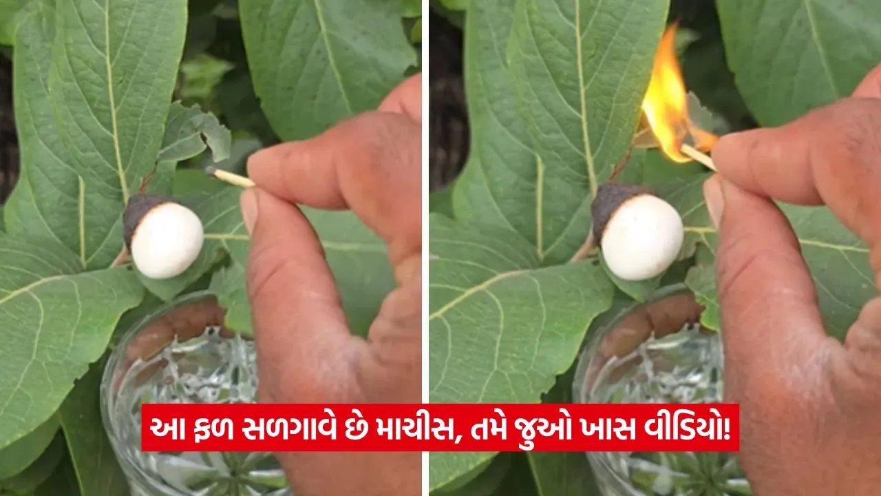 Video: આ ફળ કેવી રીતે માચીસ સળગાવે છે? વીડિયો જોઈને નવાઈ લાગશે 21 machis.jpg