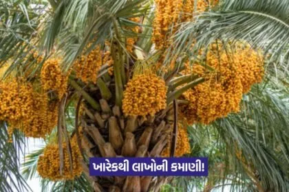 Date farming 1