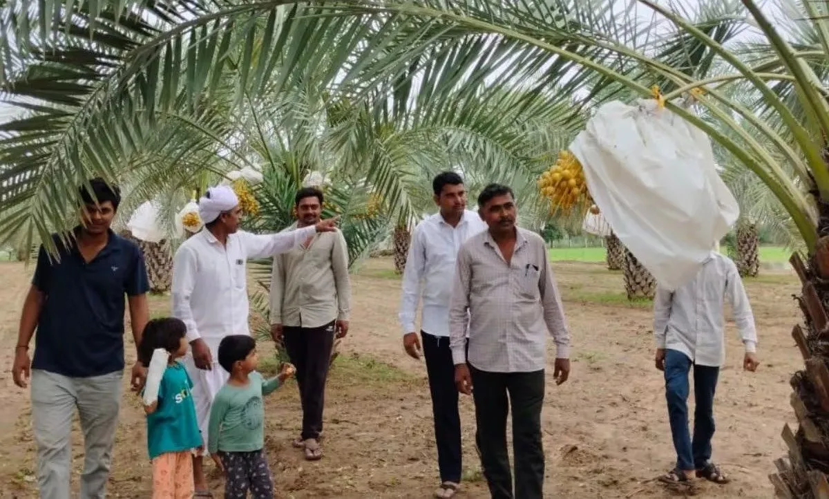 બનાસકાંઠાના ખેડૂતની ખારેક ખેતીથી કમાલ 3 Date farming 3.jpeg