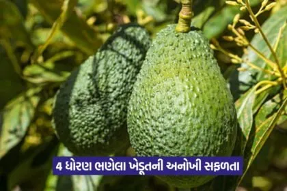 avocado 1