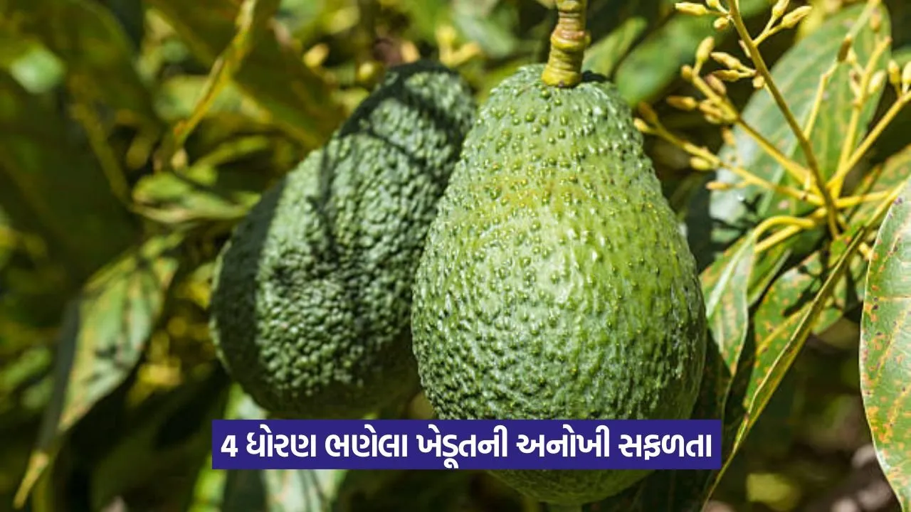 avocado 1.jpeg