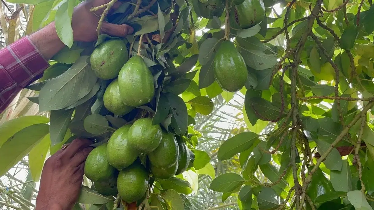 avocado 3.jpeg