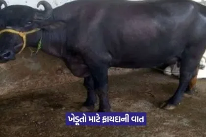 dairy scheme 1