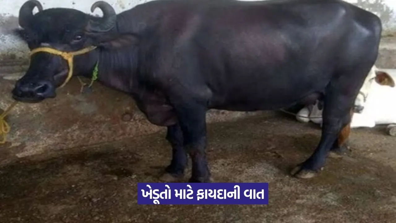 અડધી કિંમતે ભેંસ, રોજ આપશે ૨૦ લીટર દૂધ! 23 dairy scheme 1.jpeg