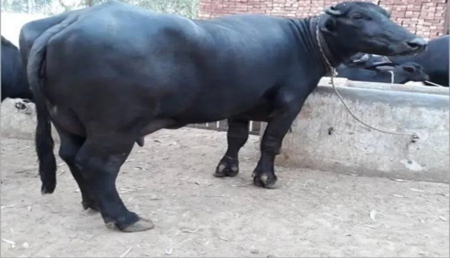 અડધી કિંમતે ભેંસ, રોજ આપશે ૨૦ લીટર દૂધ! 3 dairy scheme 1.jpg