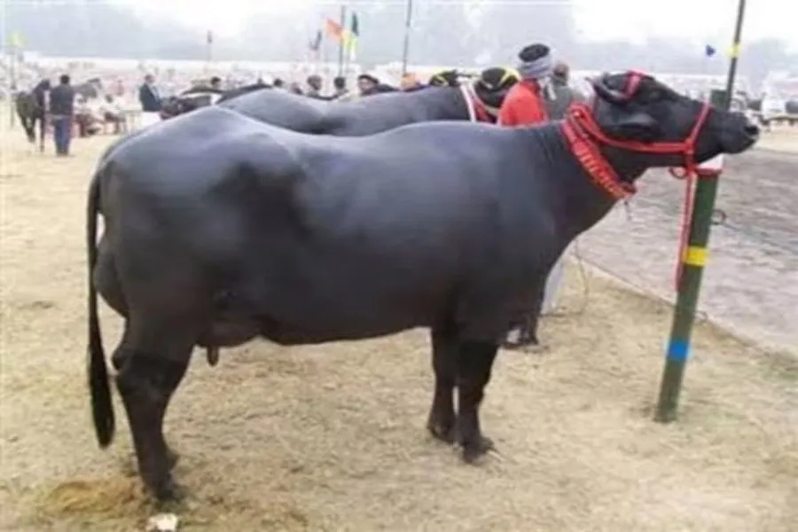 અડધી કિંમતે ભેંસ, રોજ આપશે ૨૦ લીટર દૂધ! 2 dairy scheme 2.jpg