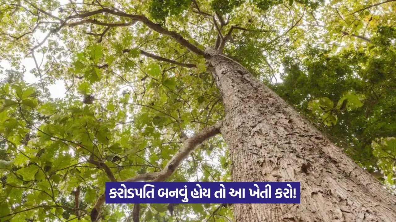 નકામા ખાલી પડેલા ખેતરમાં વાવો સાગના વૃક્ષ 23 teak farming 1.jpeg