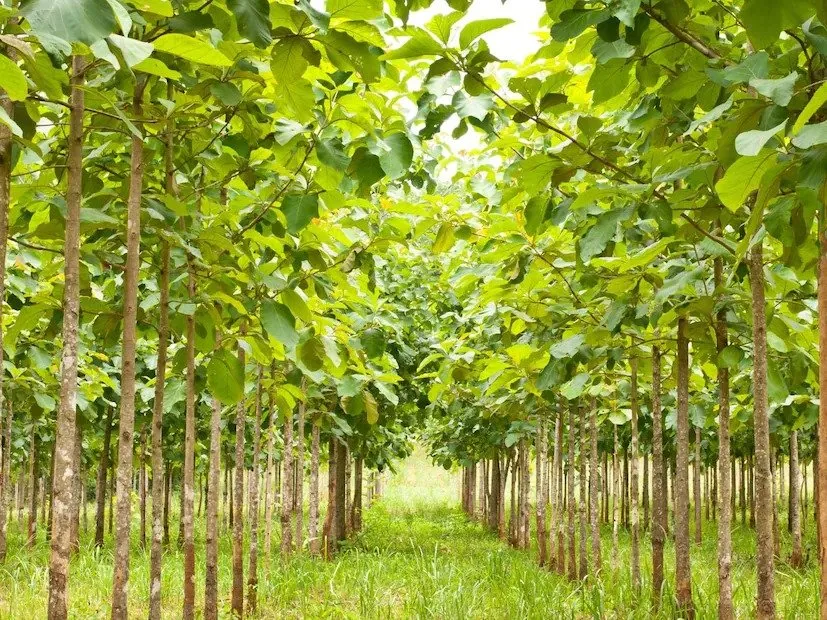 નકામા ખાલી પડેલા ખેતરમાં વાવો સાગના વૃક્ષ 2 teak farming 2.jpeg