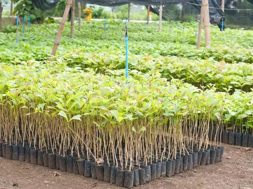 નકામા ખાલી પડેલા ખેતરમાં વાવો સાગના વૃક્ષ 3 teak farming 3.jpeg