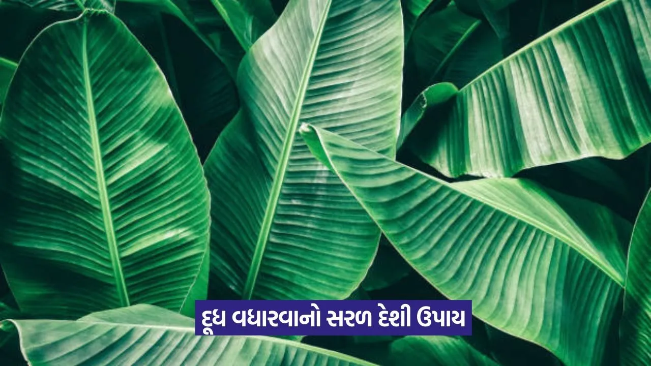 banana leaves for cattle 1.jpeg