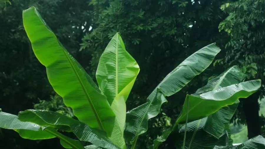 banana leaves for cattle 1.jpg