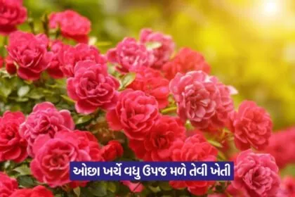 rose farming 2