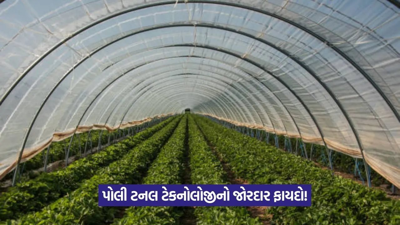 Poly Tunnel Farming 1.jpeg