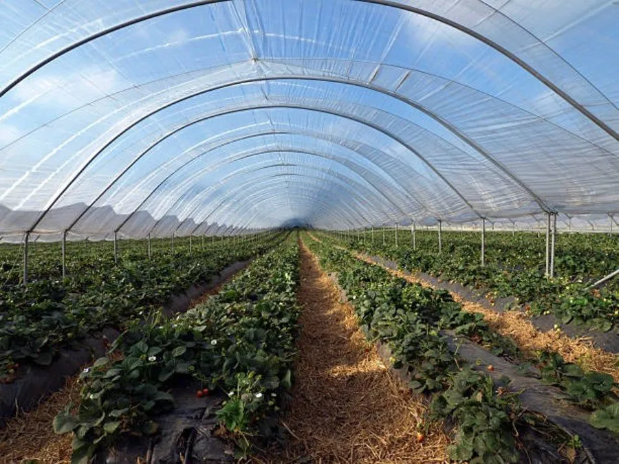પોલી ટનલ ખેતી: દરેક ઋતુમાં વધુ આવક 2 Poly Tunnel Farming 1.jpg
