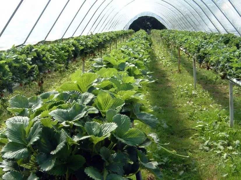 પોલી ટનલ ખેતી: દરેક ઋતુમાં વધુ આવક 3 Poly Tunnel Farming 2.jpeg