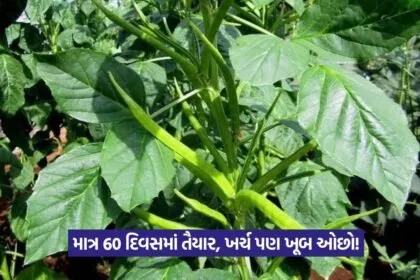 low cost guar farming