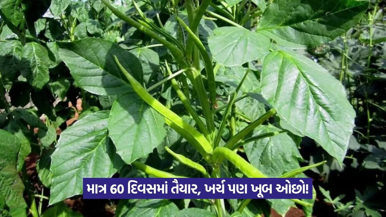 low cost guar farming