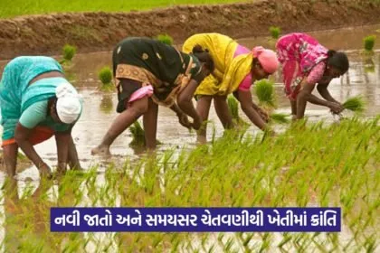 climate resilient seeds 1