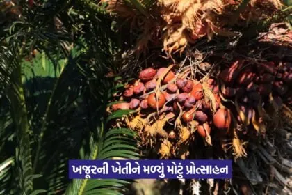 palm oil cultivation 1