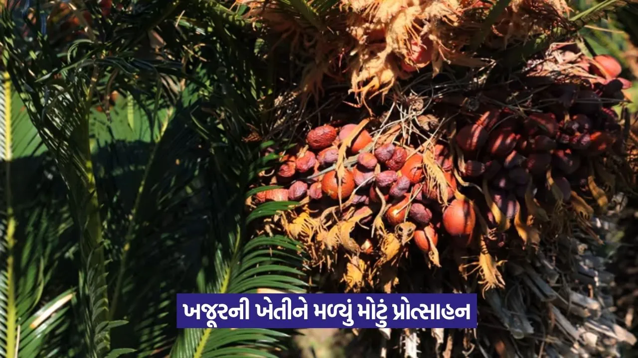 palm oil cultivation 1.jpeg