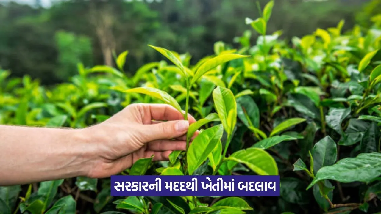 organic farming schemes 1.jpeg