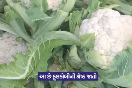 Cauliflower Farming in Monsoon 1