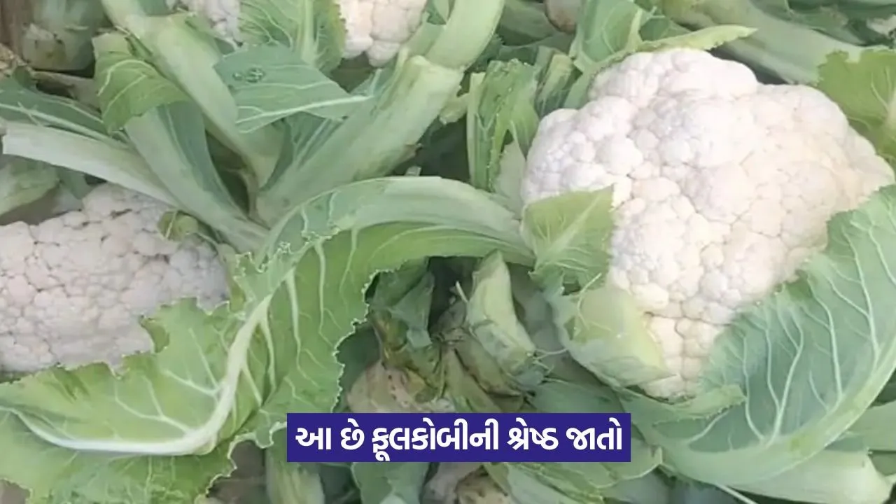 Cauliflower Farming in Monsoon 1.jpeg