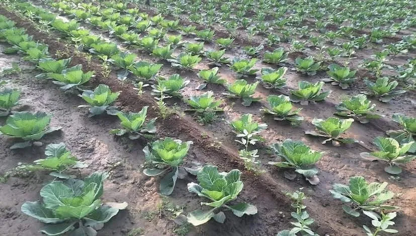 Cauliflower Farming in Monsoon 2.jpeg