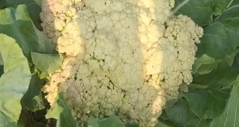 Cauliflower Farming in Monsoon 3.jpeg