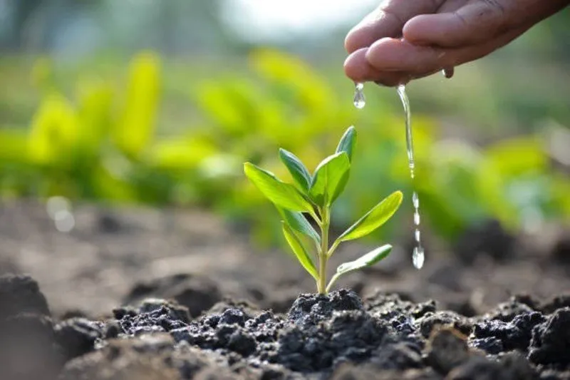 Monsoon Gardening Tips 1.jpg