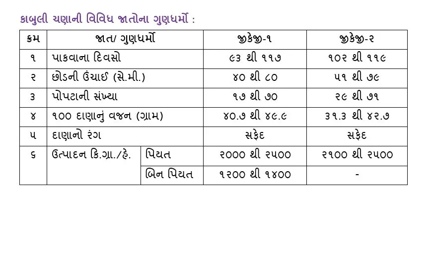 ગુજરાતમાં હવે કાબુલી ચણાનું વાવેતર વધવા લાગ્યું છે 9 6.jpeg