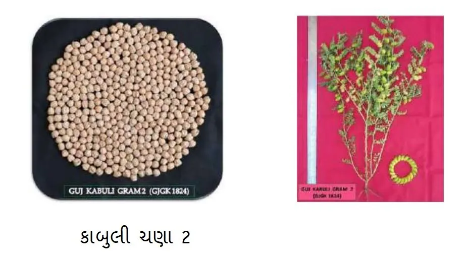 ગુજરાતમાં હવે કાબુલી ચણાનું વાવેતર વધવા લાગ્યું છે 7 chana3.jpeg