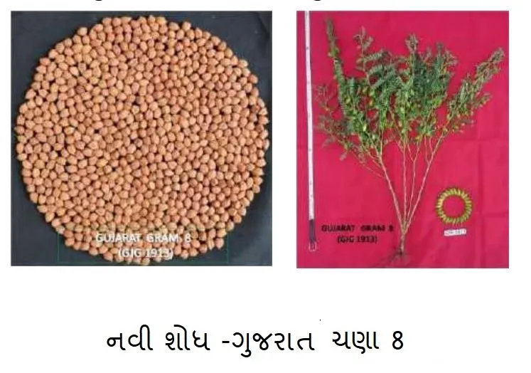 ગુજરાતમાં હવે કાબુલી ચણાનું વાવેતર વધવા લાગ્યું છે 2 7.jpeg