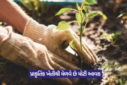 Natural farming success story Gujarat 1
