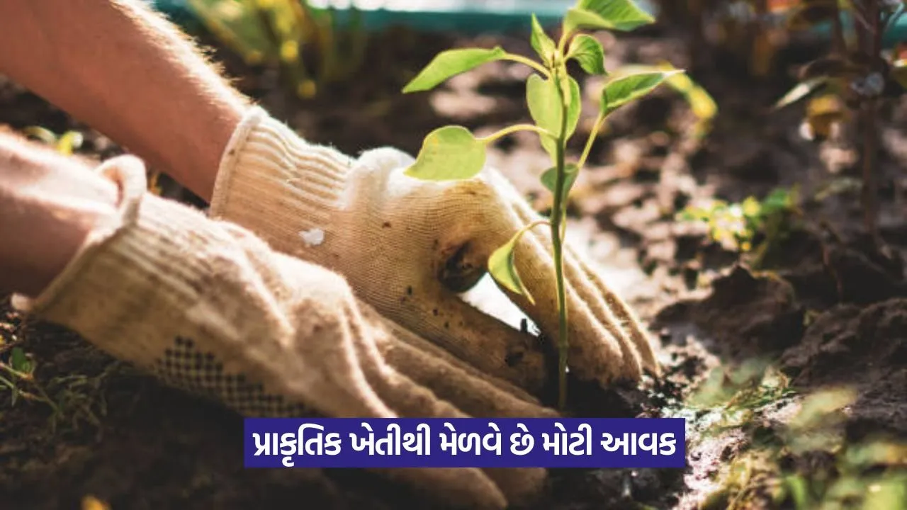 Natural farming success story Gujarat 1.jpeg