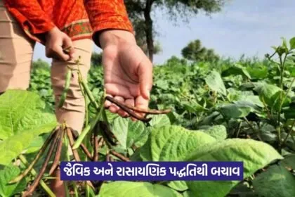 Vegetable Crop Disease and Pest Control 1