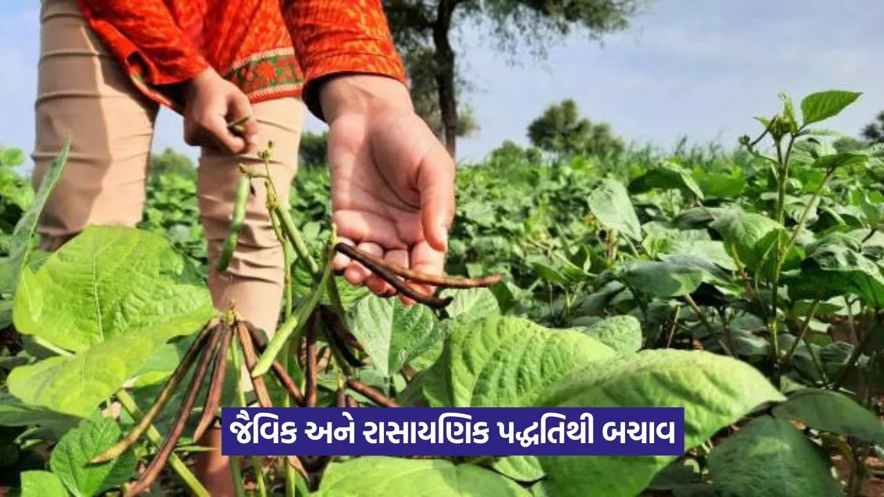 Vegetable Crop Disease and Pest Control 1.jpeg