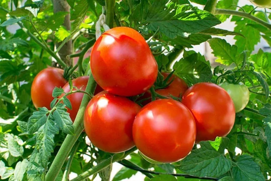 Vegetable Crop Disease and Pest Control 1.jpg