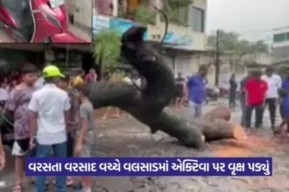 Valsad Tree Accident Student Death