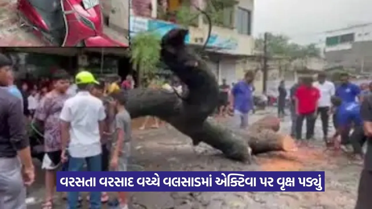 Valsad Tree Accident Student Death.jpeg