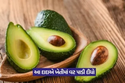 Avocado Farming in India 1