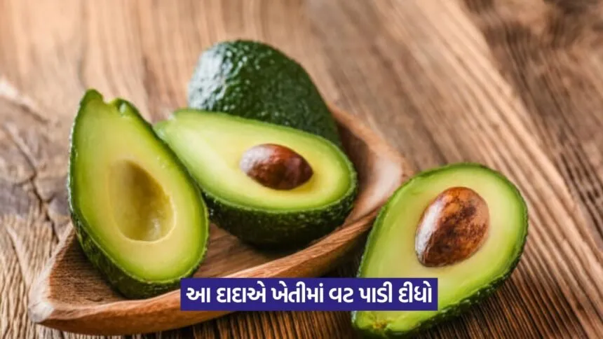 Avocado Farming in India 1