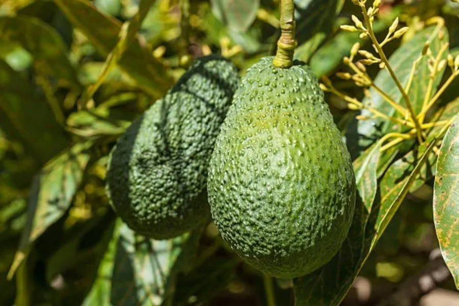 Avocado Farming in India 1.jpg
