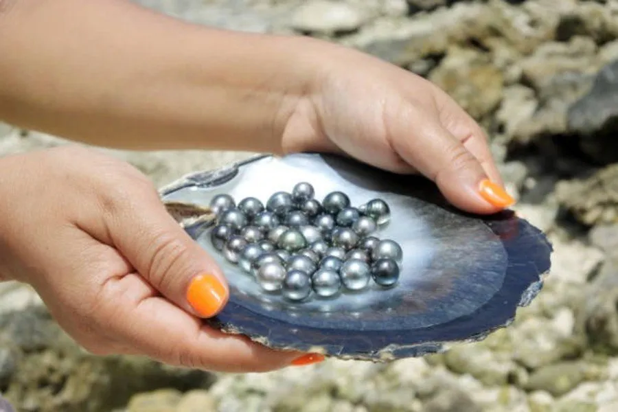 Pearl Farming 1.jpg