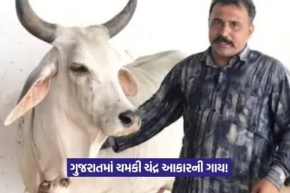 Kankrej cow Kishu 1