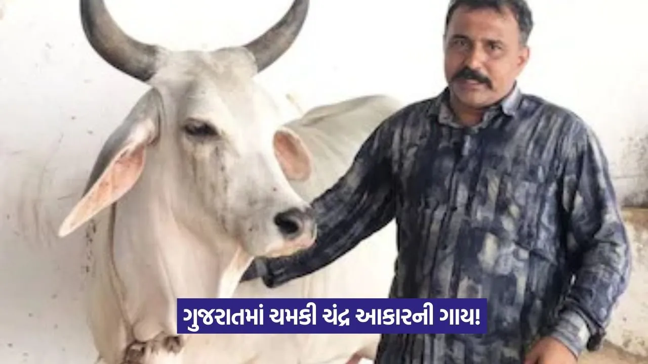 Kankrej cow Kishu 1.jpeg