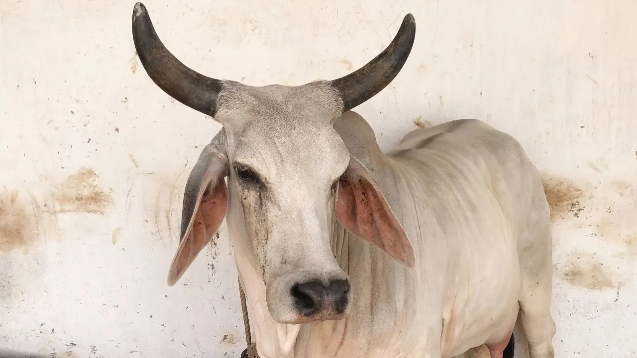 Kankrej cow Kishu 2.jpeg
