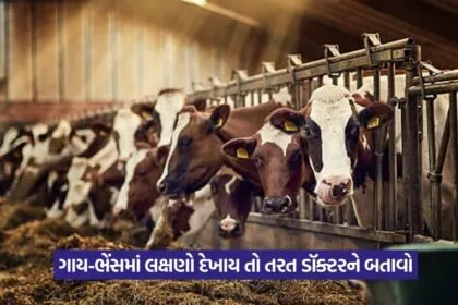 Lumpy skin disease in cattle 1