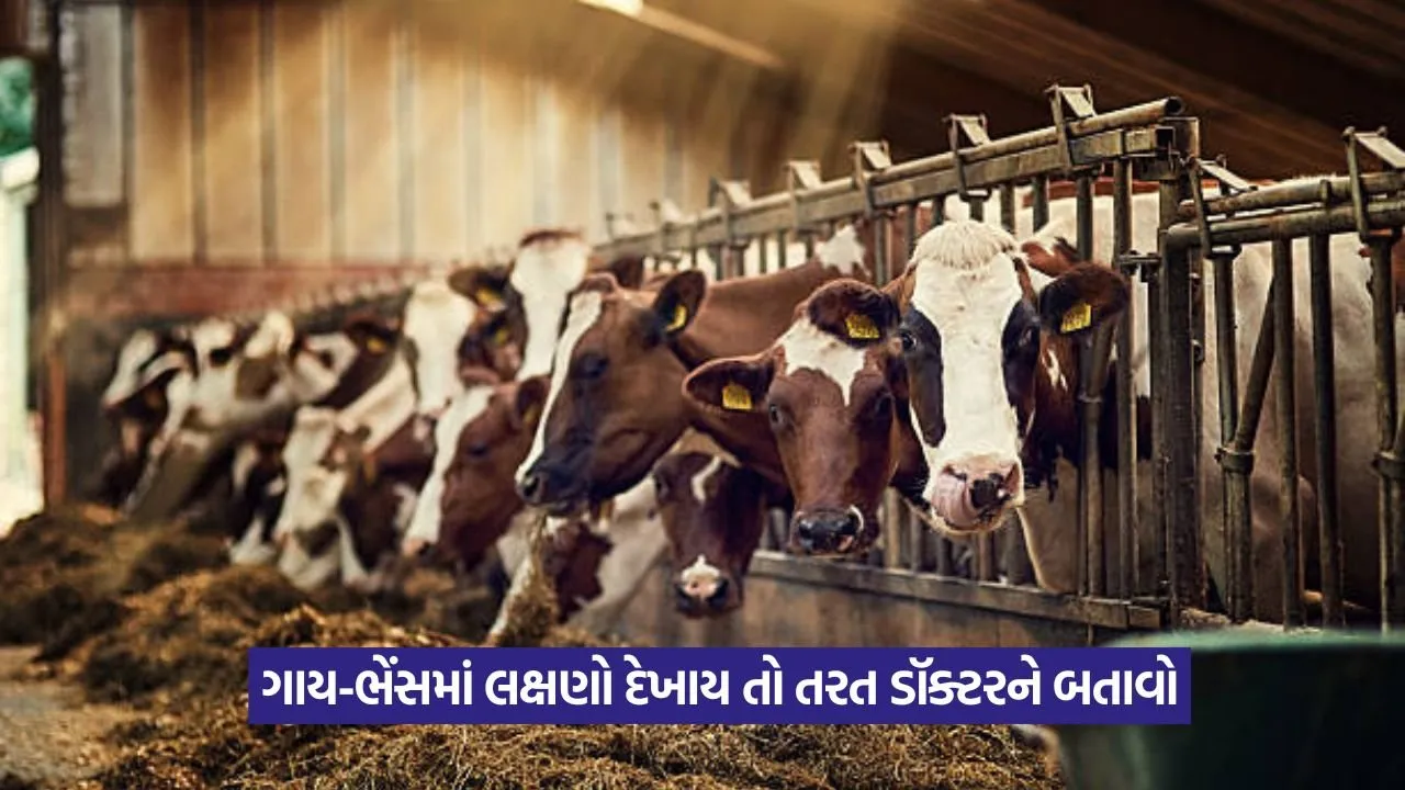 Lumpy skin disease in cattle 1.jpeg